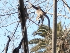 Смотреть фото Колумбийская коата Фото Колумбийская коата