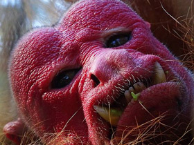 Смотреть фото Уакари Фото Уакари