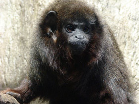 Фото Медный прыгун