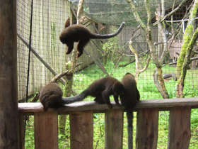 Фото Медный прыгун