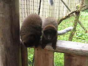 Фото Медный прыгун