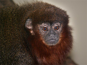 Фото Медный прыгун