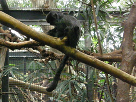 Смотреть фото Гельдиевая каллимико Фото Гельдиевая каллимико