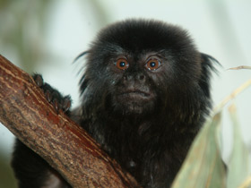 Гельдиевая каллимико