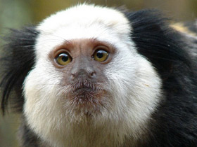 Игрунка Жоффруа