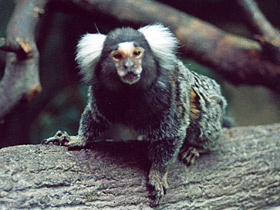 Фото Обыкновенная игрунка