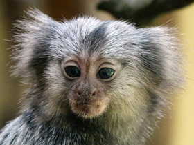 Фото Обыкновенная игрунка