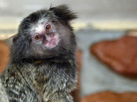 Черноухая игрунка