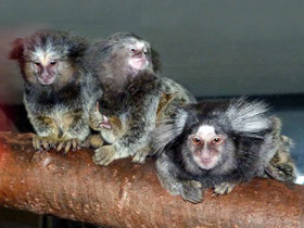 Черноухая игрунка