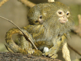 Фото Карликовая игрунка