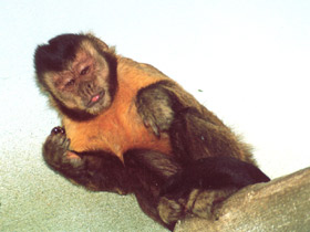 Бурый капуцин