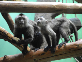 Фото Капуцин-плакса