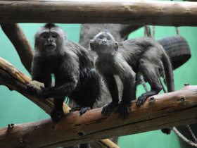 Фото Капуцин-плакса