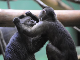Фото Капуцин-плакса