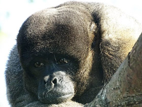 Фото Бурая шерстистая обезьяна