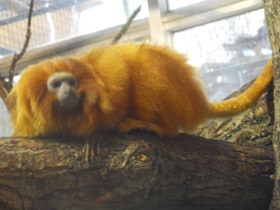 Фото Золотистая игрунка