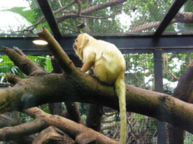 Фото Золотистая игрунка