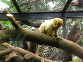 Фото Золотистая игрунка