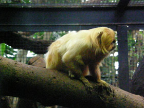 Фото Золотистая игрунка