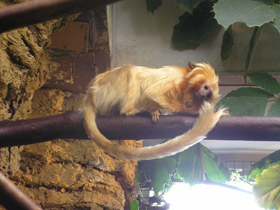 Фото Золотистая игрунка