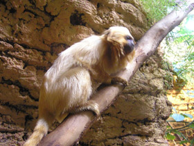 Фото Золотистая игрунка