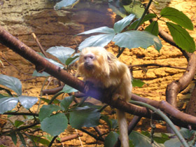 Фото Золотистая игрунка