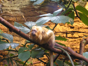 Фото Золотистая игрунка