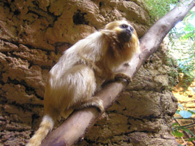 Фото Золотистая игрунка