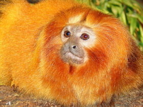 Золотистая игрунка