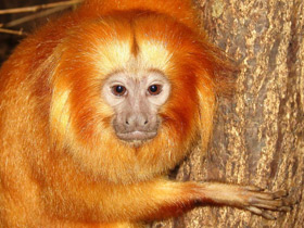 Фото Золотистая игрунка