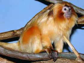 Фото Золотистая игрунка