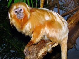 Фото Золотистая игрунка