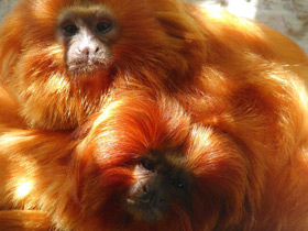 Фото Золотистая игрунка