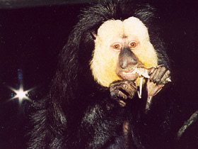 Фото Бледнолиций саки