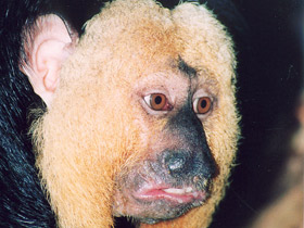 Фото Бледнолиций саки