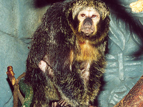 Фото Бледнолиций саки