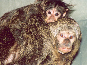 Фото Бледнолиций саки