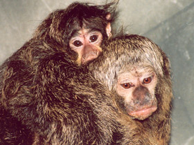 Фото Бледнолиций саки