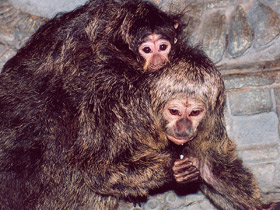 Фото Бледнолиций саки