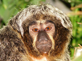 Бледнолиций саки