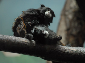 Фото Буроголовый тамарин