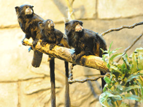 Фото Буроголовый тамарин