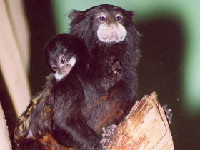 Буроголовый тамарин