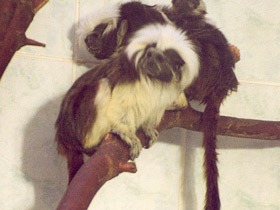 Смотреть фото Эдипов тамарин Фото Эдипов тамарин