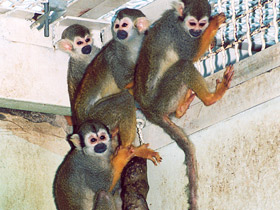 Фото Беличий саймири