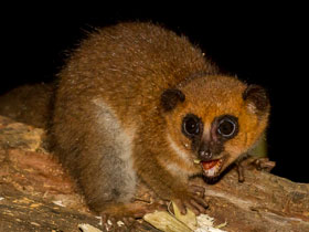 Фото Карликовый лемур Сибри