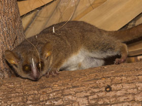 Фото Мышиный лемур Берты