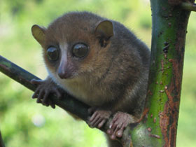Фото Мышиный лемур Герпа