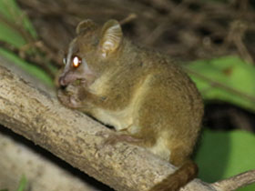 Смотреть фото Золотистобурый мышиный лемур Фото Золотистобурый мышиный лемур