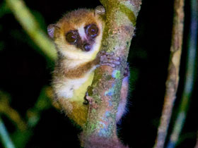 Фото Коричневый мышиный лемур